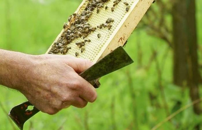 В Йоркшире украли 24 тысячи пчел