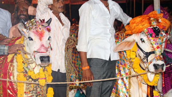 В Индии на `свадьбу` быка и коровы потратили 27 тысяч долларов