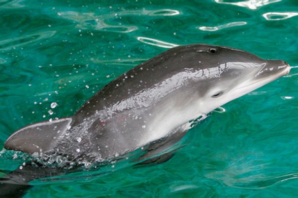 Туристы в Испании замучили дельфина до смерти ради селфи