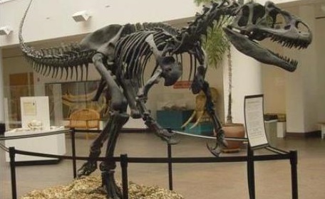 Скелет динозавра выставлен на торги в Великобритании - ФОТО