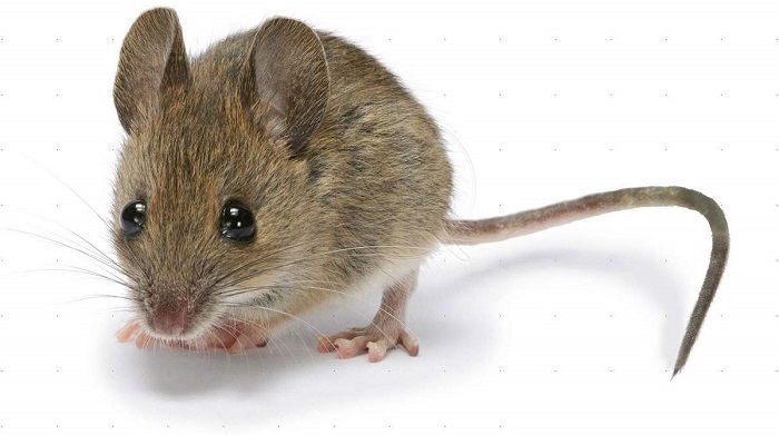 Ученые: мыши 15 тысяч лет живут бок о бок с людьми