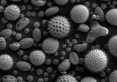 Ученые "оживили" микробы, возраст которых может быть 50 тысяч лет