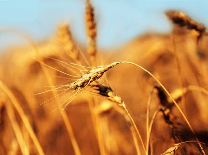 МЧС объявил прием высококачественной пшеницы