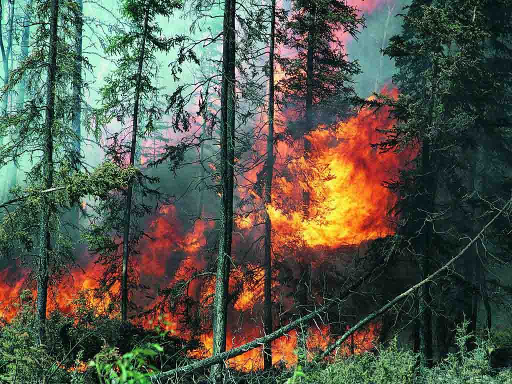 Взят под контроль лесной пожар в Габале