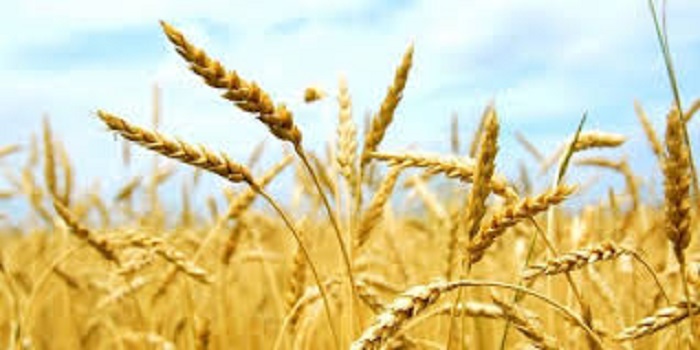 Турция запретила беспошлинный ввоз российской пшеницы