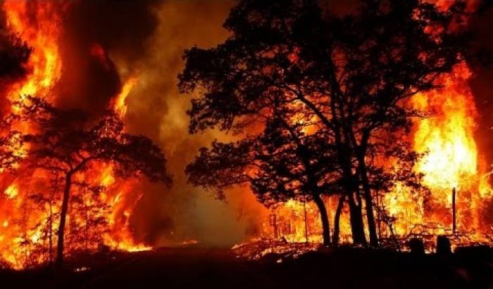Число жертв лесных пожаров в Португалии достигло 57 (ОБНОВЛЕНО)