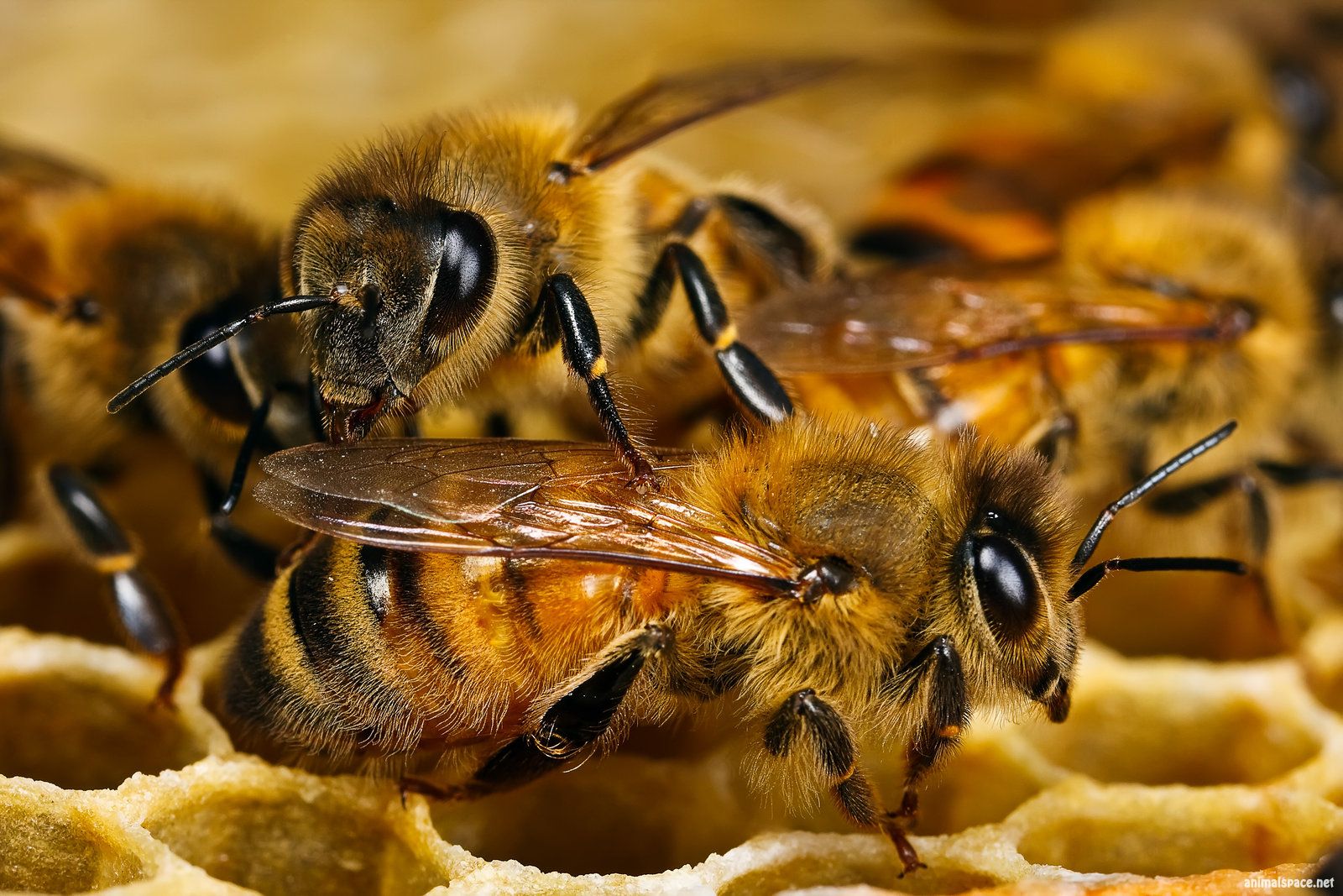 В США агрессивные пчелы захватили город