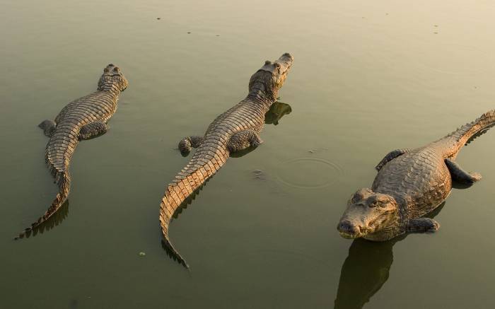 Крокодилы съели священника в Зимбабве