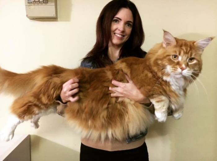 Самый длинный кот в мире "раскидывается" на 120 см