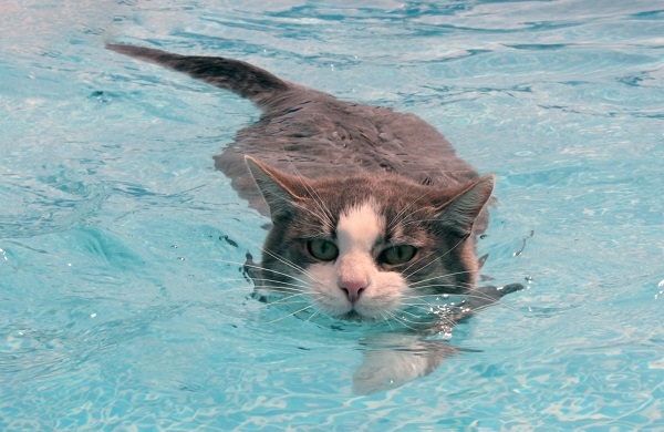 Британка записала кота с ожирением на плавание 
