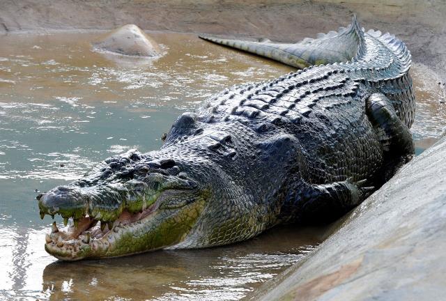 В крови крокодилов нашли мощные антимикробные средства