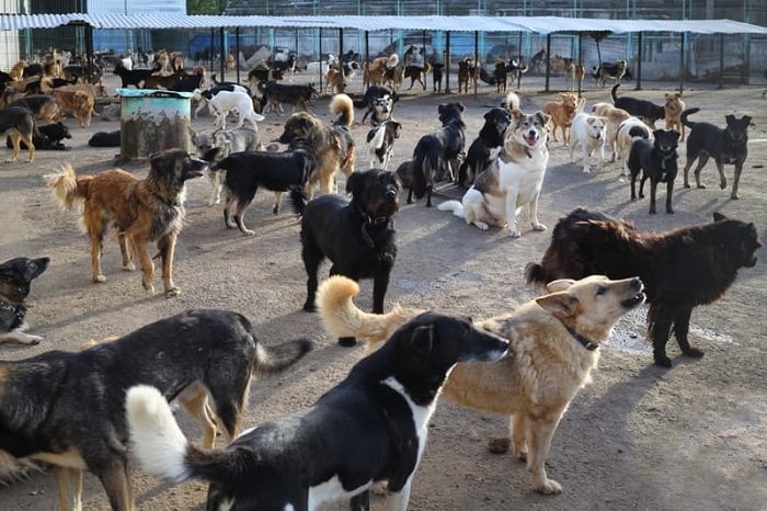 В Сумгайыте идет «охота» на бездомных собак