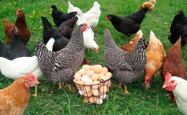 В Китае остановили торговлю курятиной
