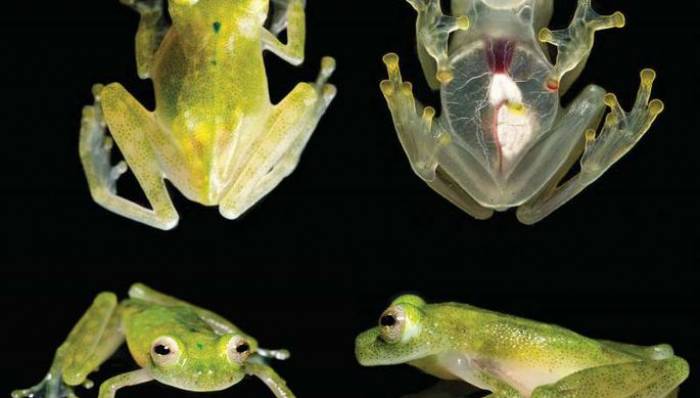 Зоологи открыли новый вид прозрачных лягушек