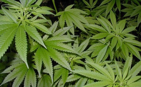 Парламент Грузии легализует марихуану