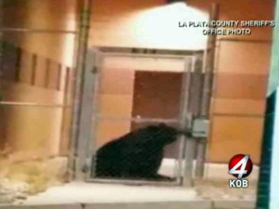 Медведь попал в американскую тюрьму