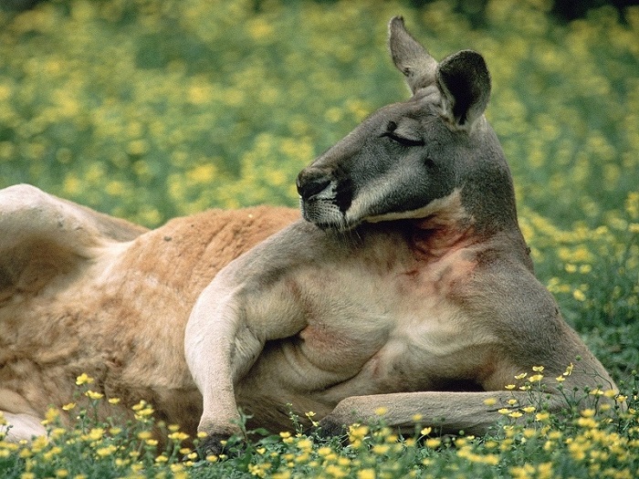 В Австралии кенгуру напал на автомобиль - ВИДЕО
