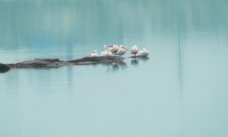 На озеро Беюкшор впервые прилетели пеликаны - ФОТО