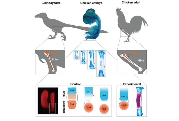 Ученые вырастили кур с лапами динозавров