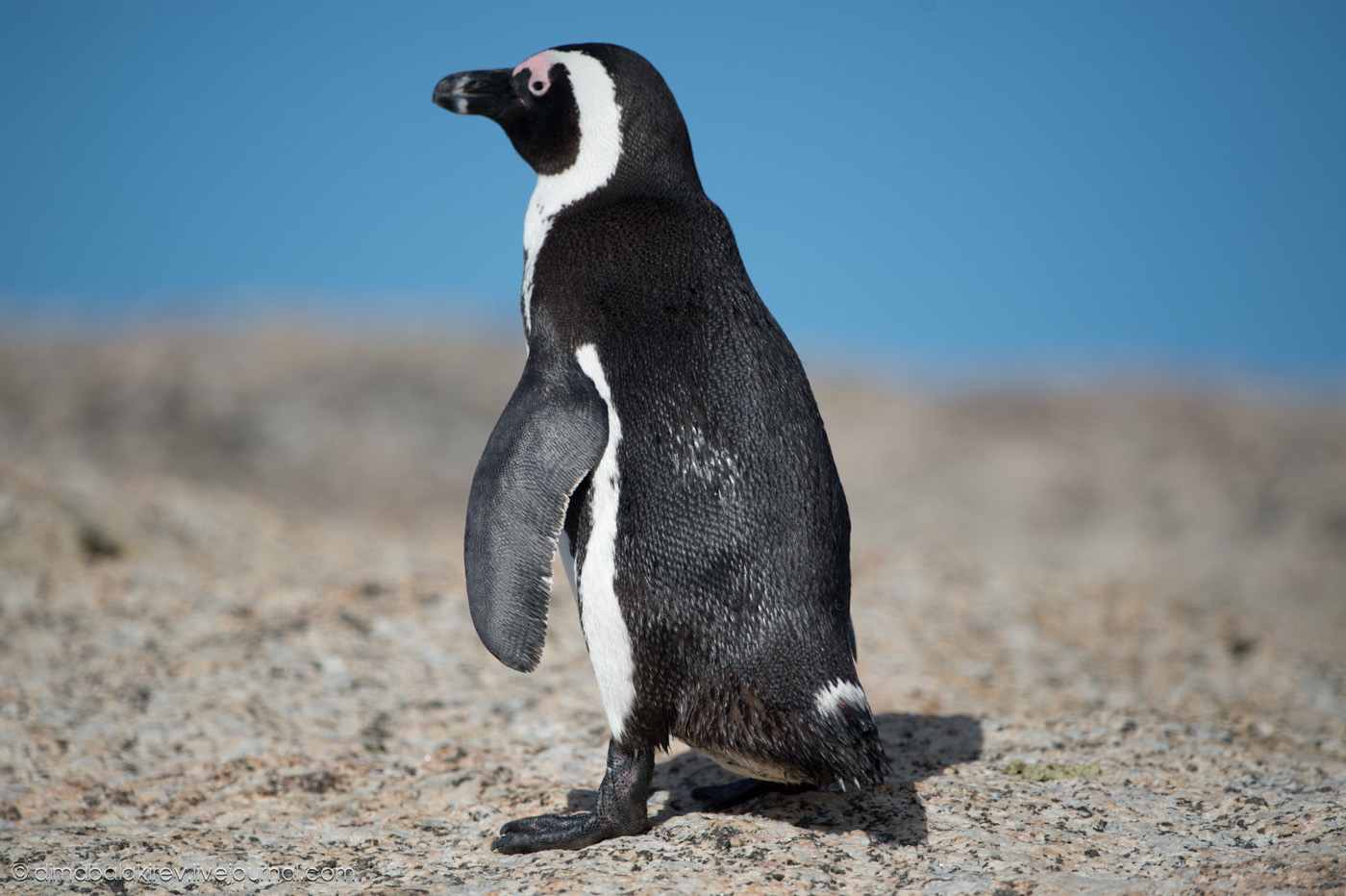 Очковый Пингвин фото