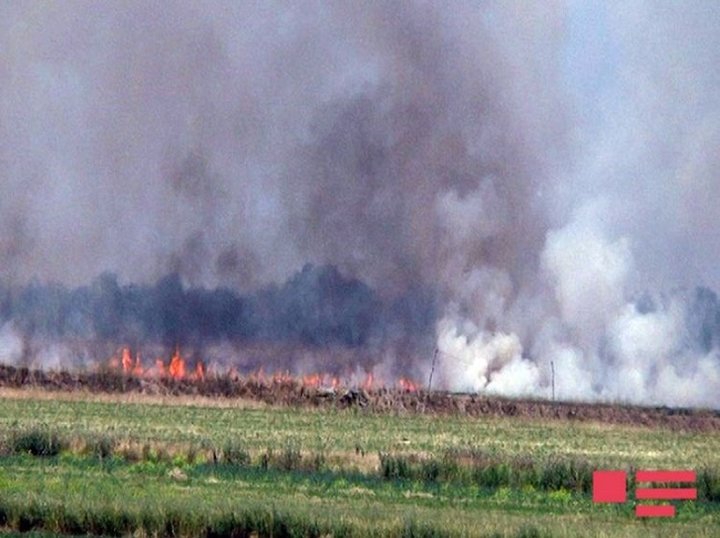 Пожар в лесополосе в Исмаиллы 
