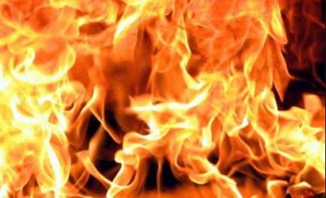 В Гаджигабуле сгорели 180 Эльдарских сосен