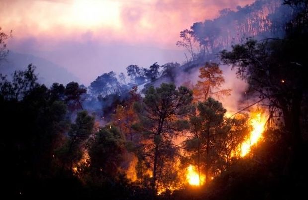 В Армении вспыхнул новый лесной пожар
