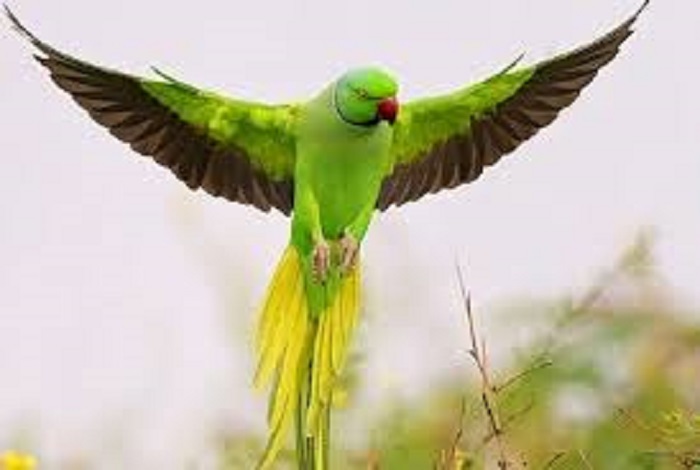 В Индии попугаи-наркоманы уничтожают урожай опийного мака