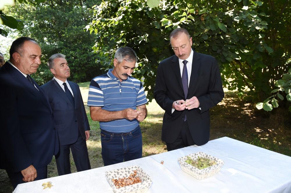 Президент Ильхам Алиев ознакомился с ореховым хозяйством (ФОТО)