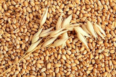 В Азербайджане выведен новый сорт пшеницы