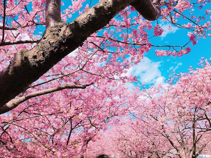 В Японии начался сезон цветения сакуры - ФОТО