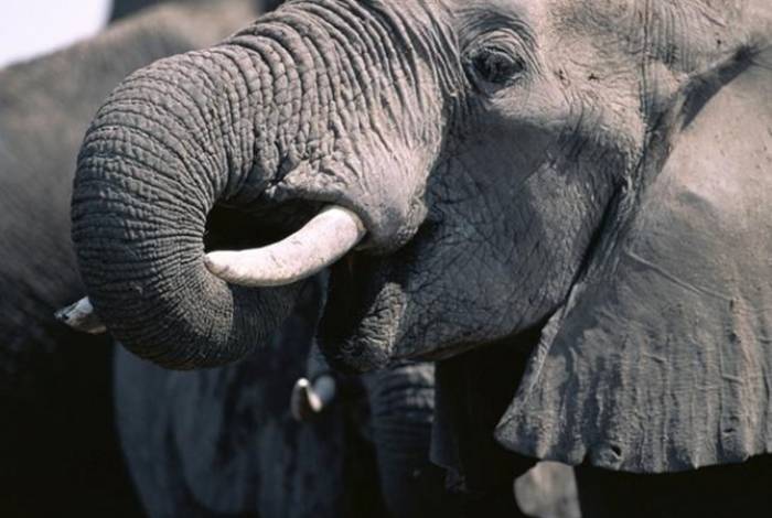 В Индии дикий слон убил четырех человек