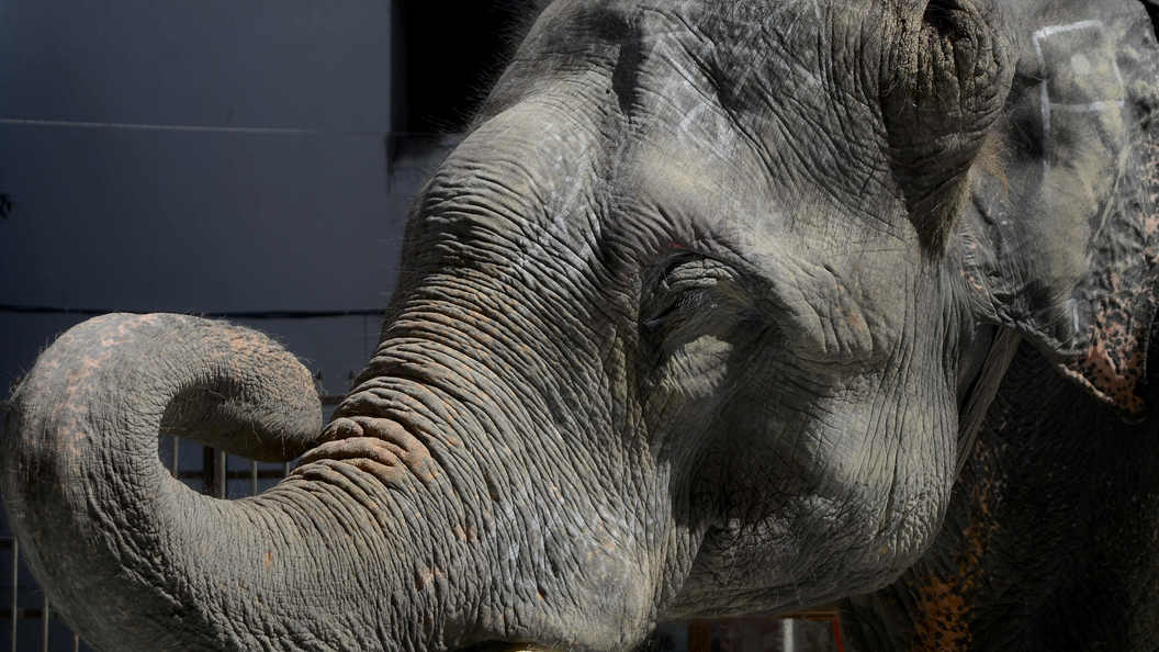 В канадском зоопарке слон напал на смотрителя