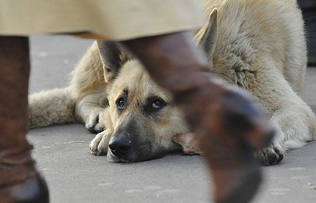 Проблема бездомных собак в Баку будет решена до конца года