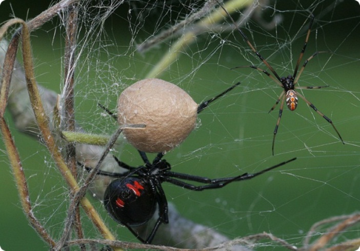 Новозеландские пауки накрыли поле гигантской паутиной (ВИДЕО)