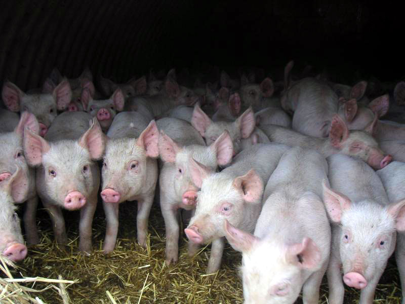 Названа численность поголовья свиней в Азербайджане