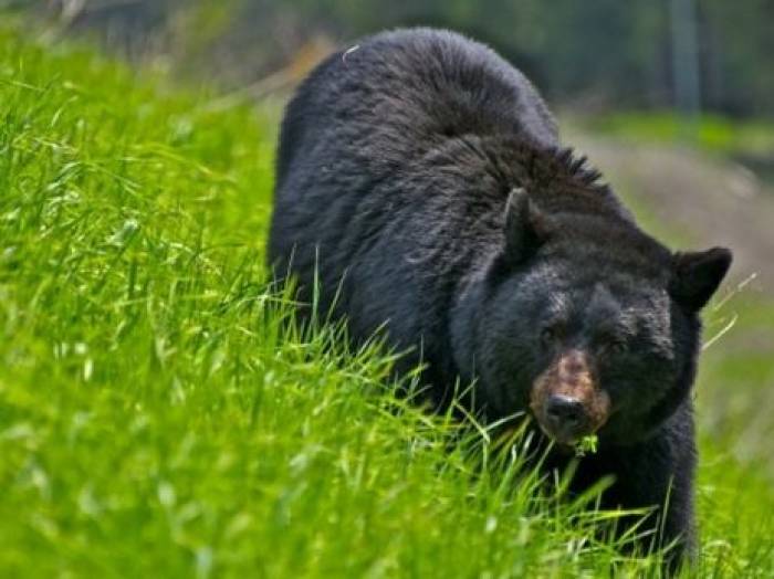 В Армении медведь убил польского туриста