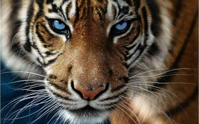 Сотрудница зоопарка в Великобритании погибла при нападении тигра