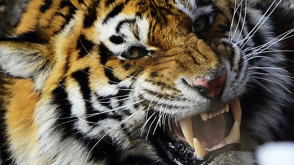 В пекинском парке дикой природы тигр напал на двух женщин