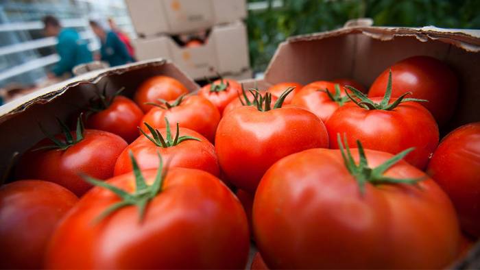 Беларусь стала главным импортером турецких помидоров