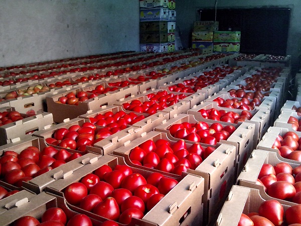 Россельхознадзор разрешил поставки томатов из Азербайджана
