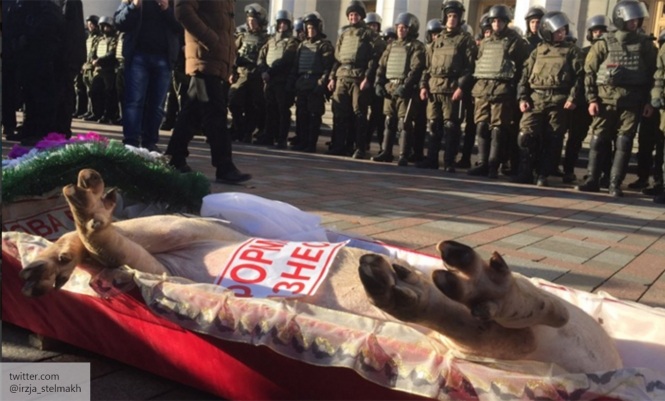 Mитингующие попытались внести свинью в гробу в здание Рады