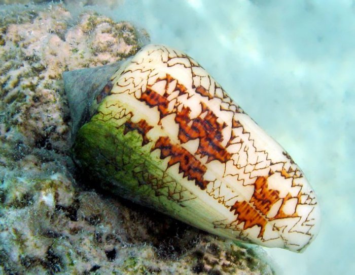 Ученые нашли замену морфию в яде морских улиток-`киллеров`