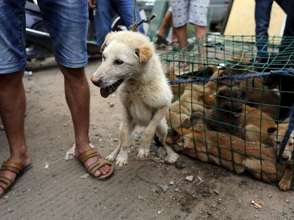 В Китае активисты скупают собак для их спасения от поедания на фестивале мяса