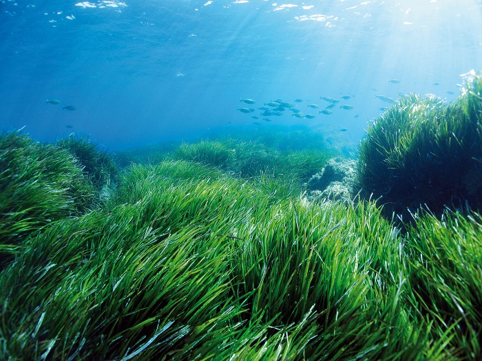 Ученые: Морская трава подавляет развитие рака
