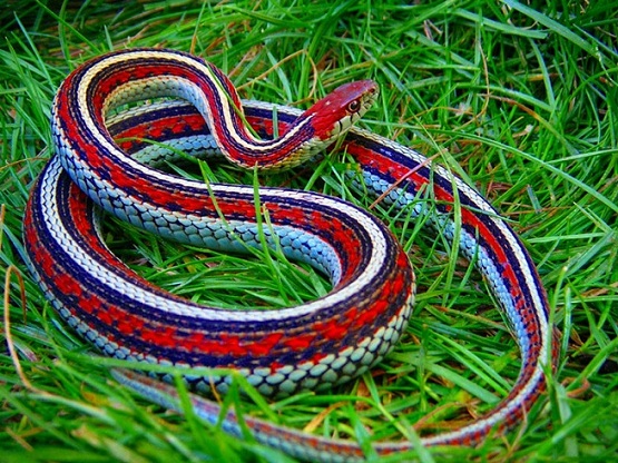 Ученые раскрыли тайну скольжения змей
