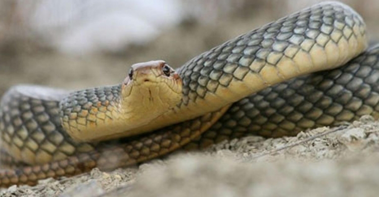 В Азербайджане змея ужалила женщину