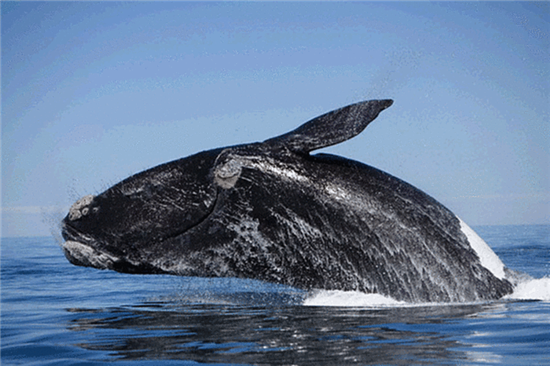Cегодня всемирный День китов