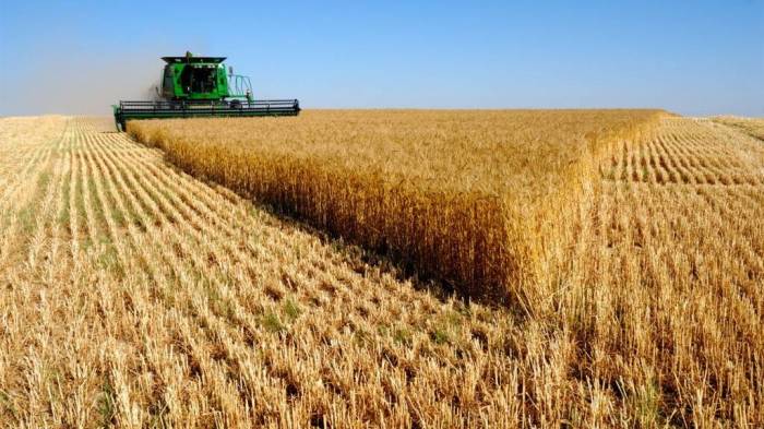 Турция вводит ограничения на импорт российской пшеницы