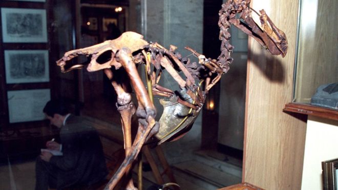На аукцион впервые за 100 лет выставлен скелет додо